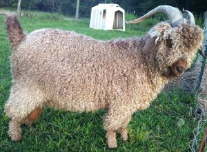 angora goat buck red