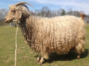angora goat doe in full fleece